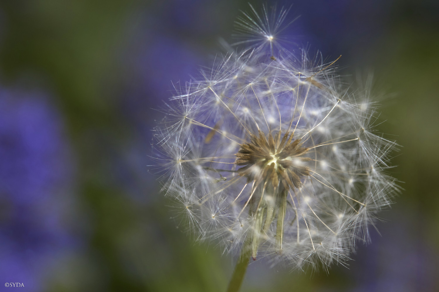 Nature Image