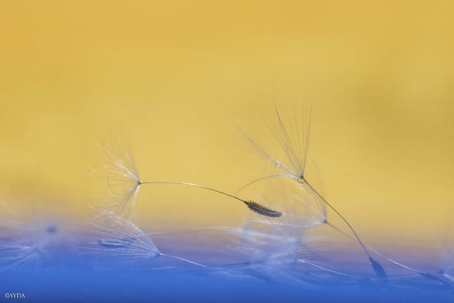 Nature Image