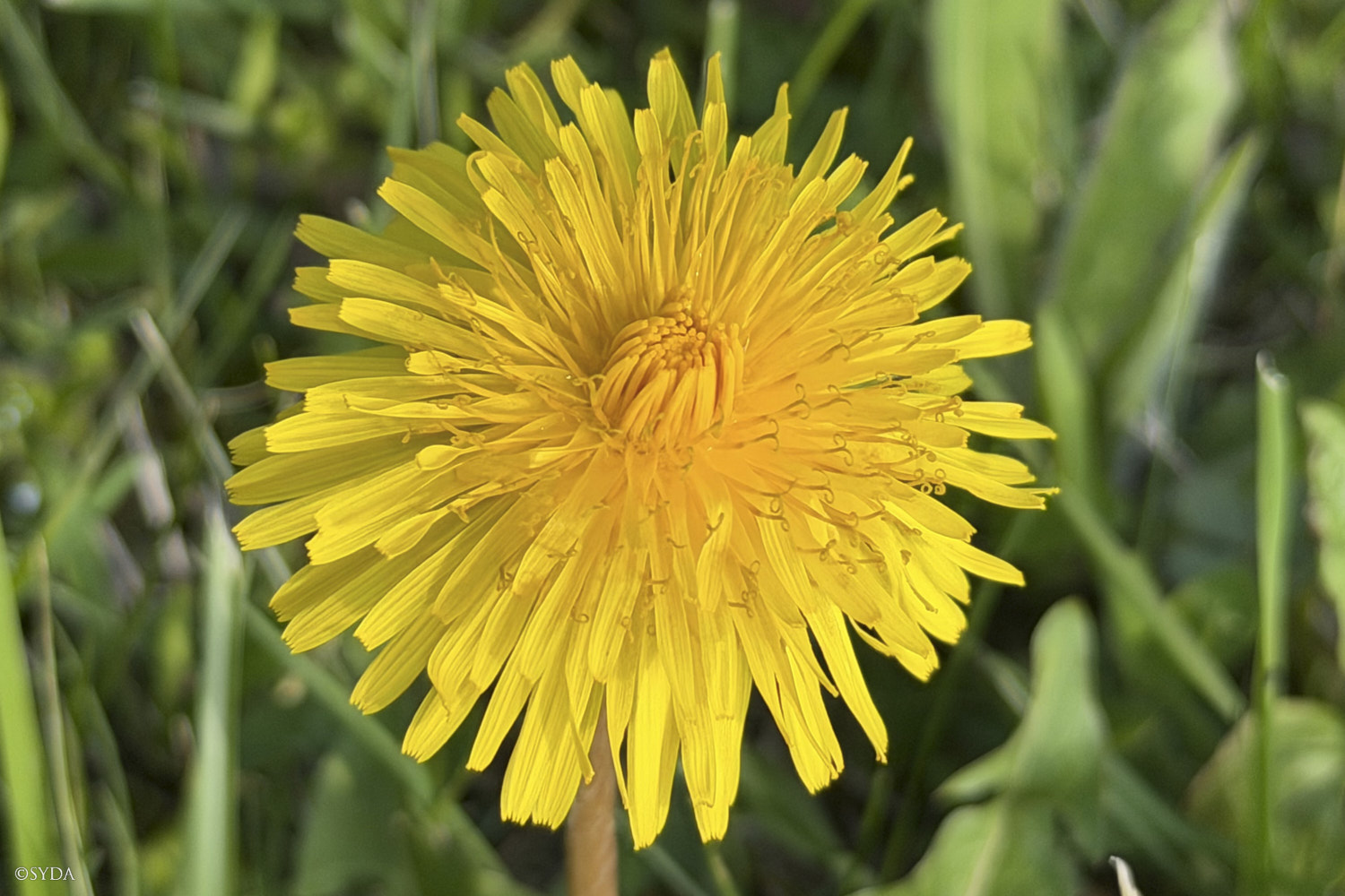 Nature Image
