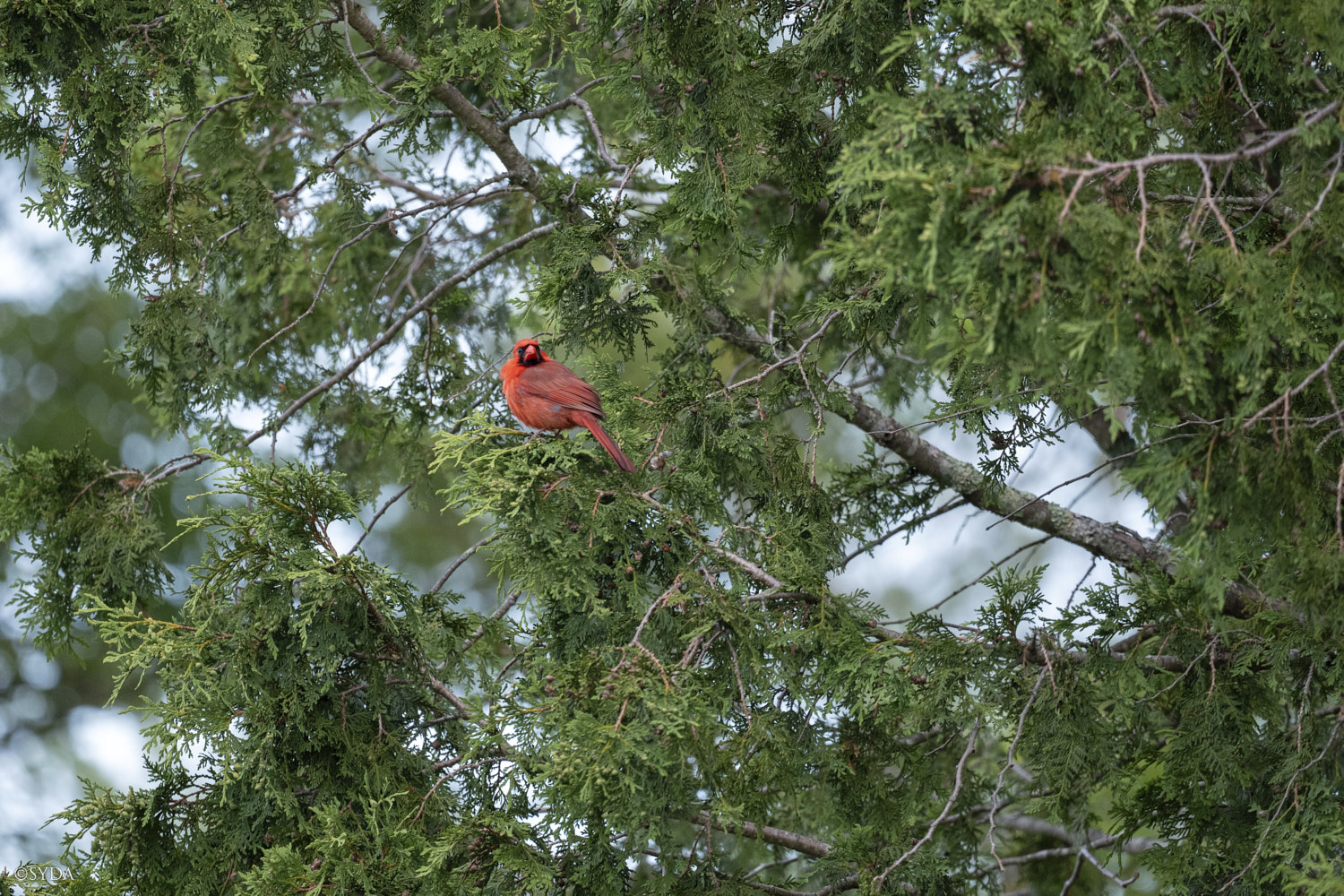 Nature Image