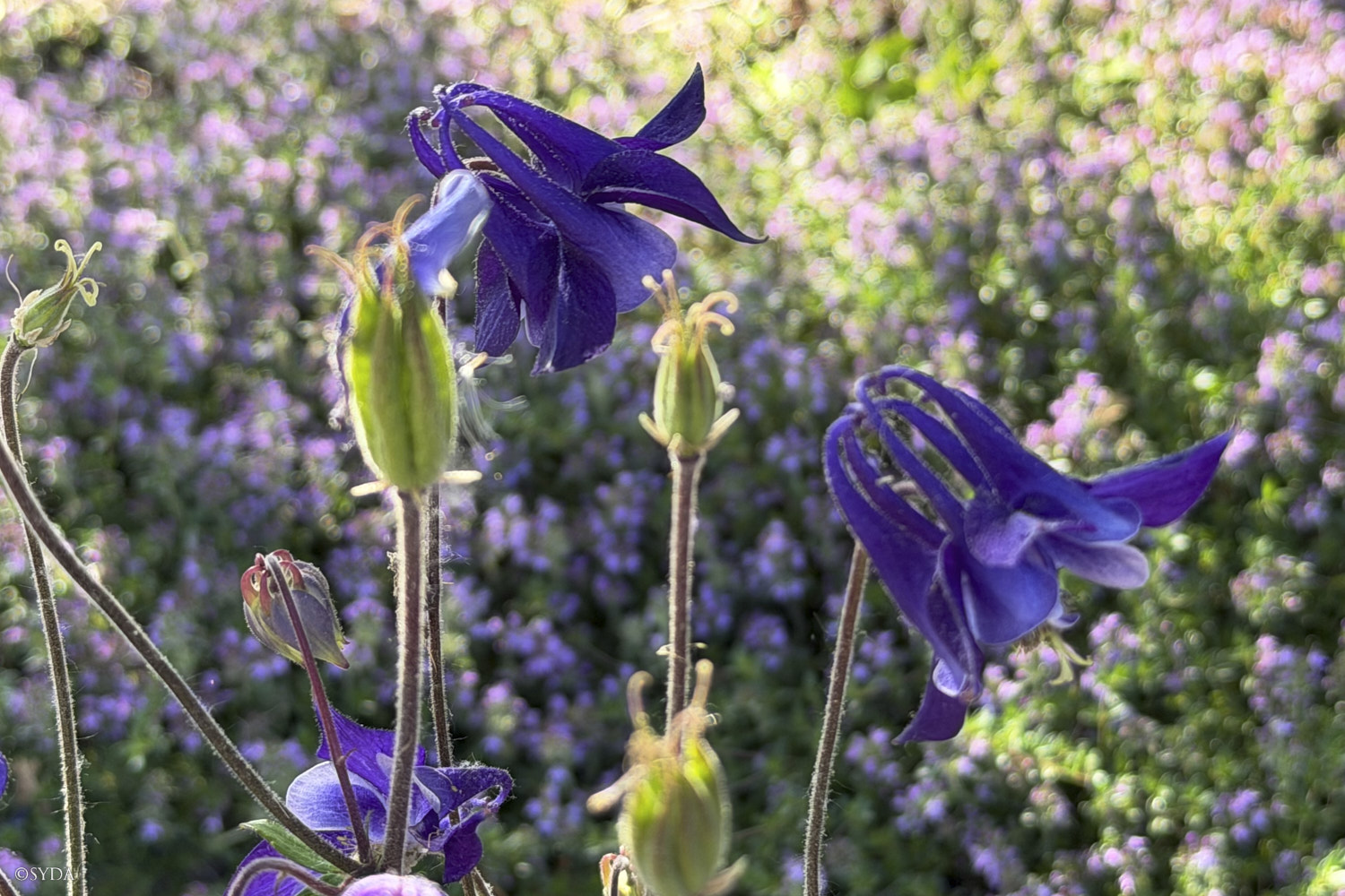 Nature Image