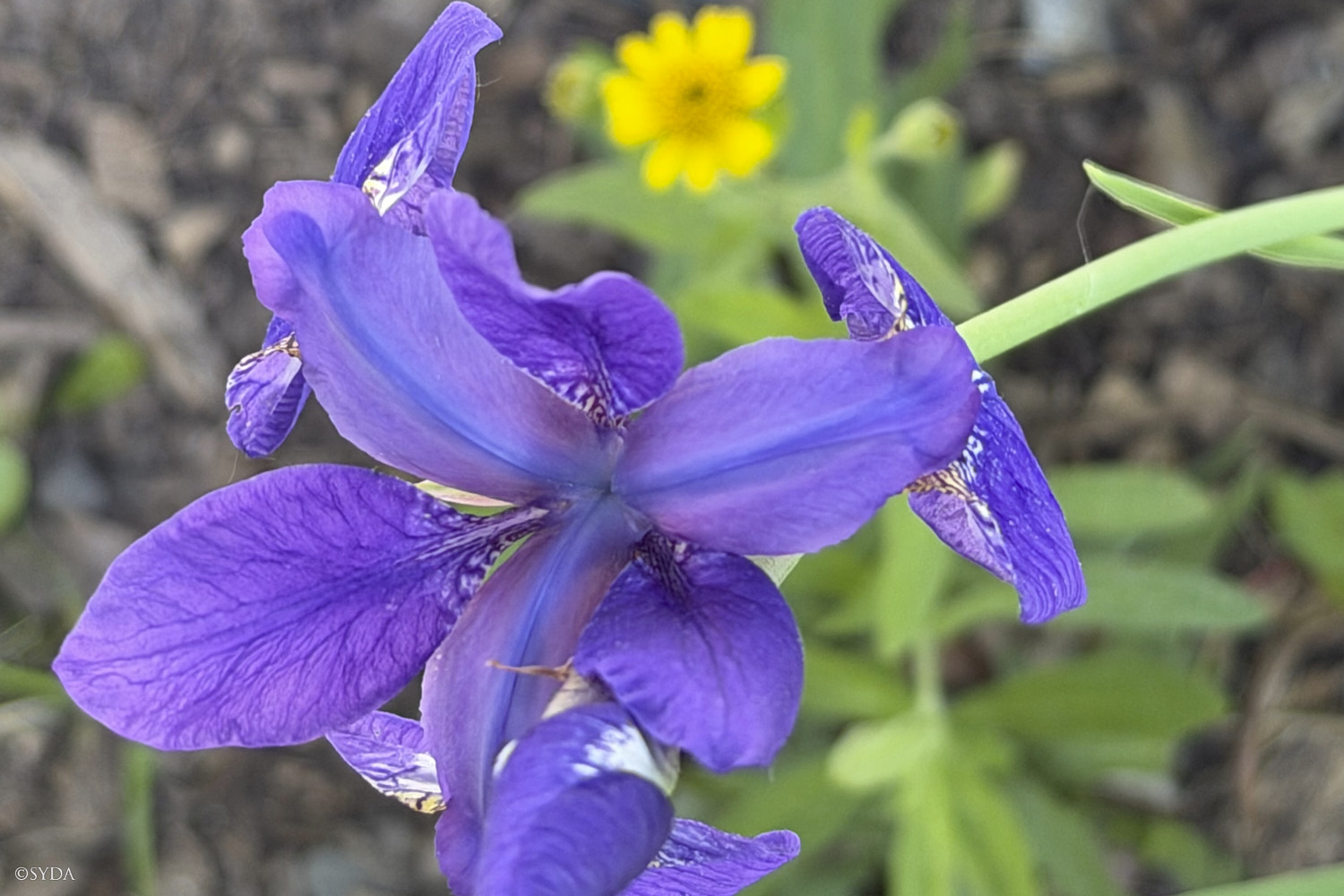 Nature Image