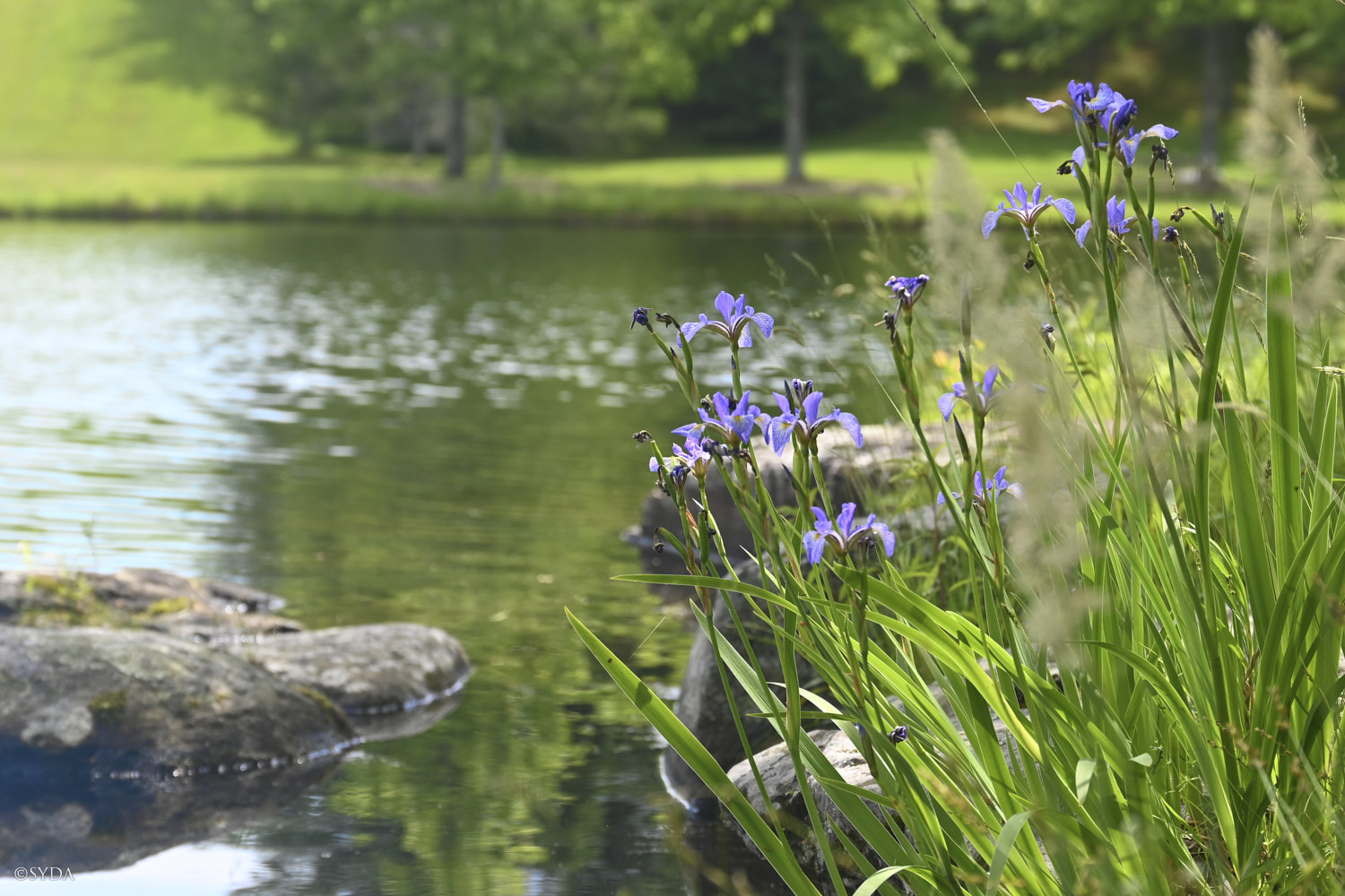Nature Image
