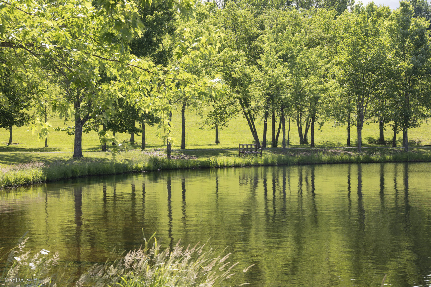 Nature Image
