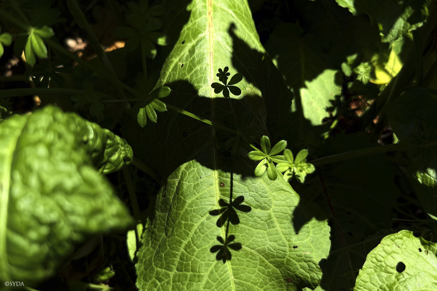 Nature Image