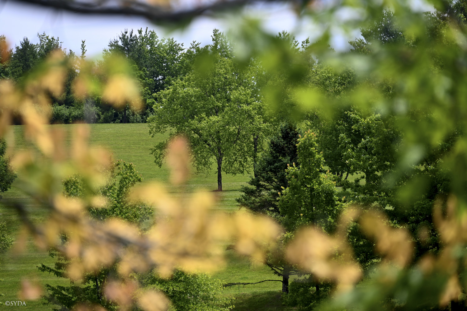 Nature Image