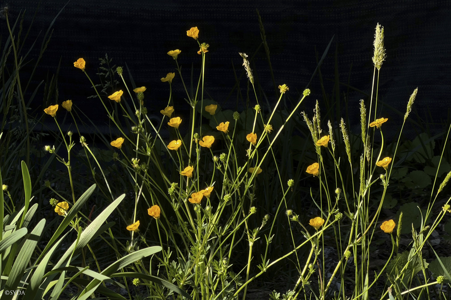 Nature Image