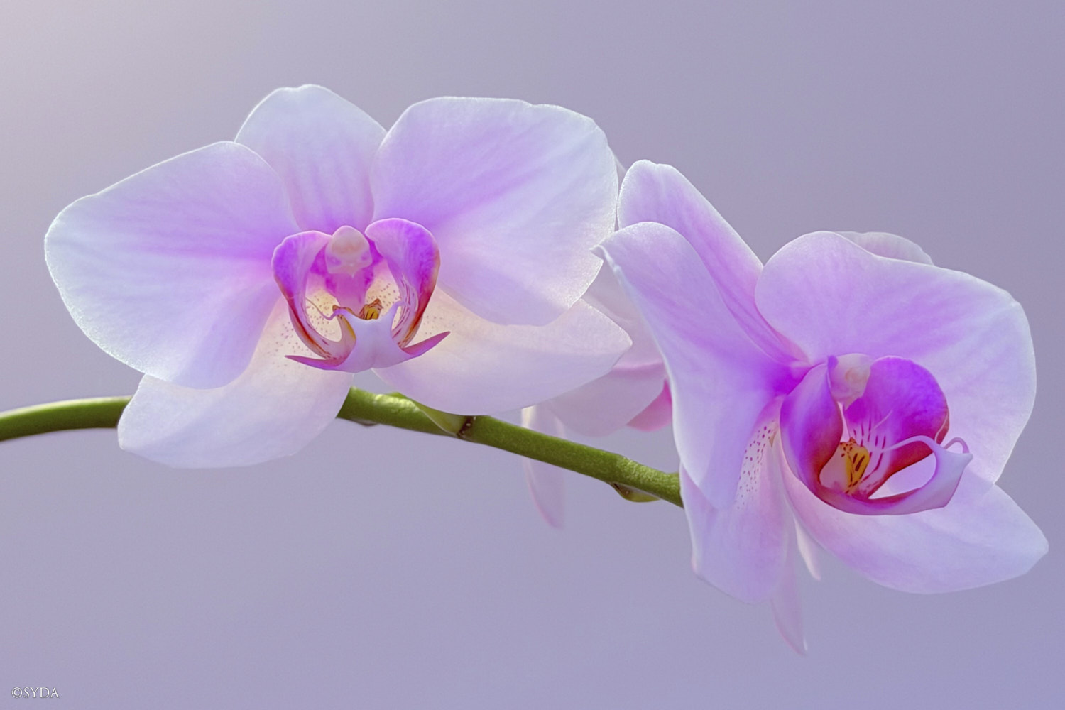 Nature Image