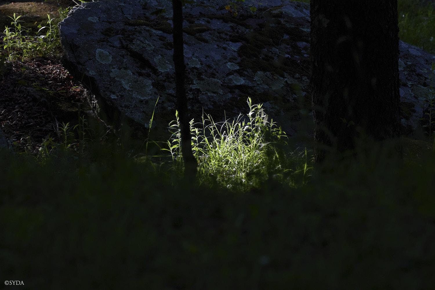 Nature Image
