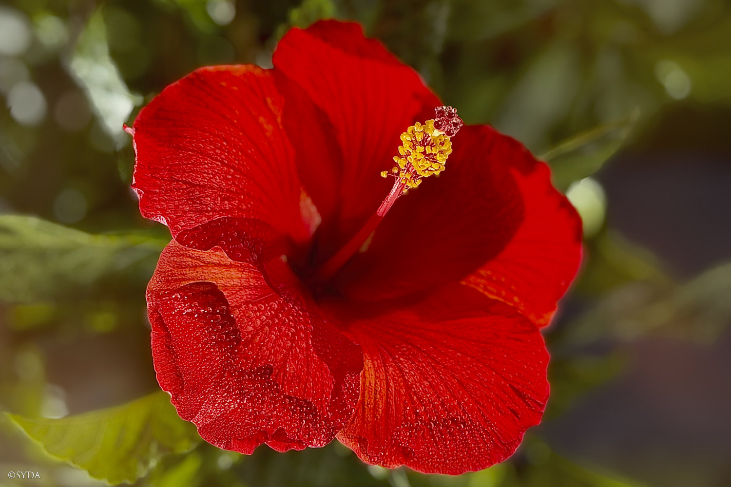 Nature Image