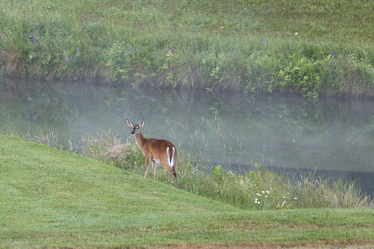 Nature Image