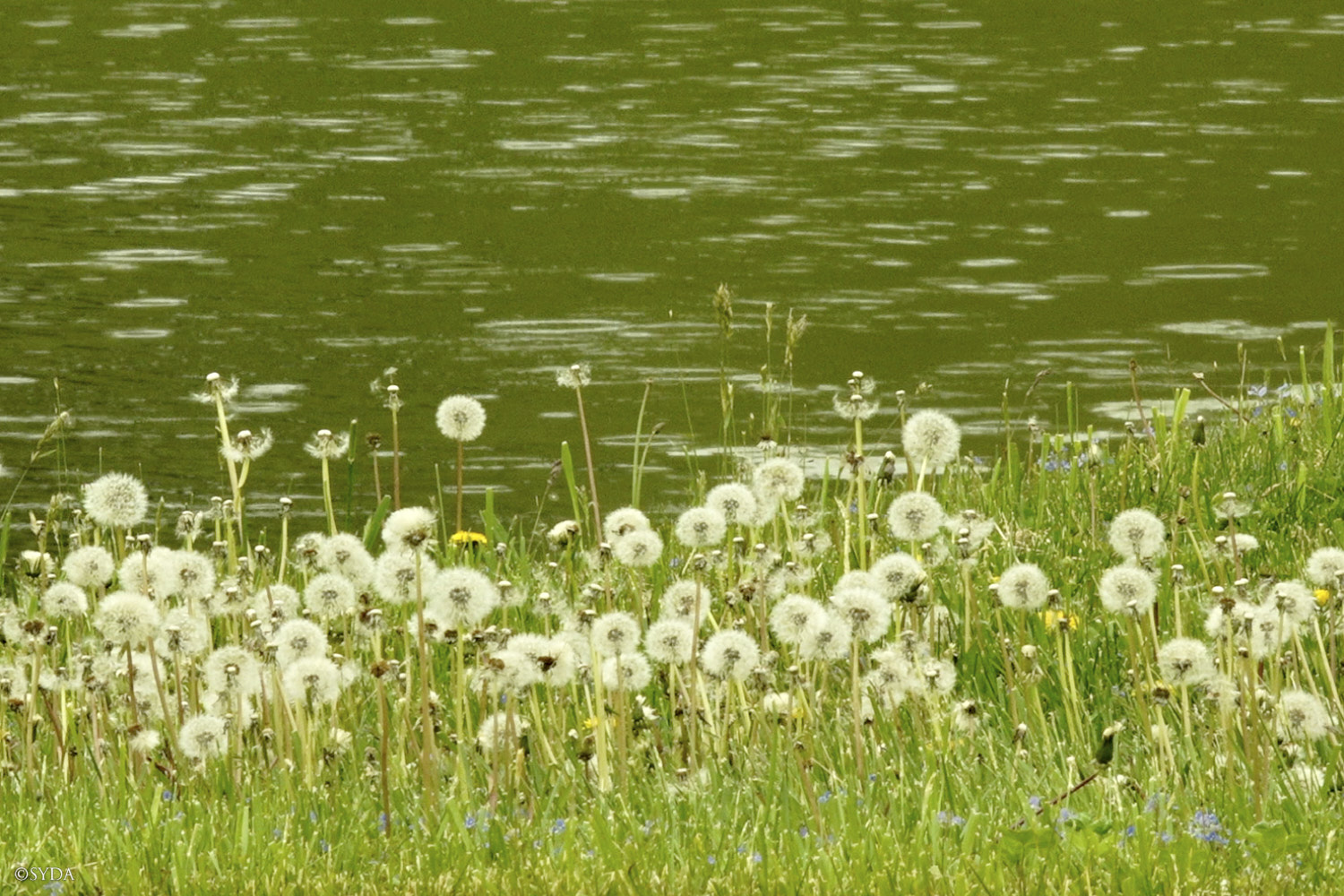 Nature Image
