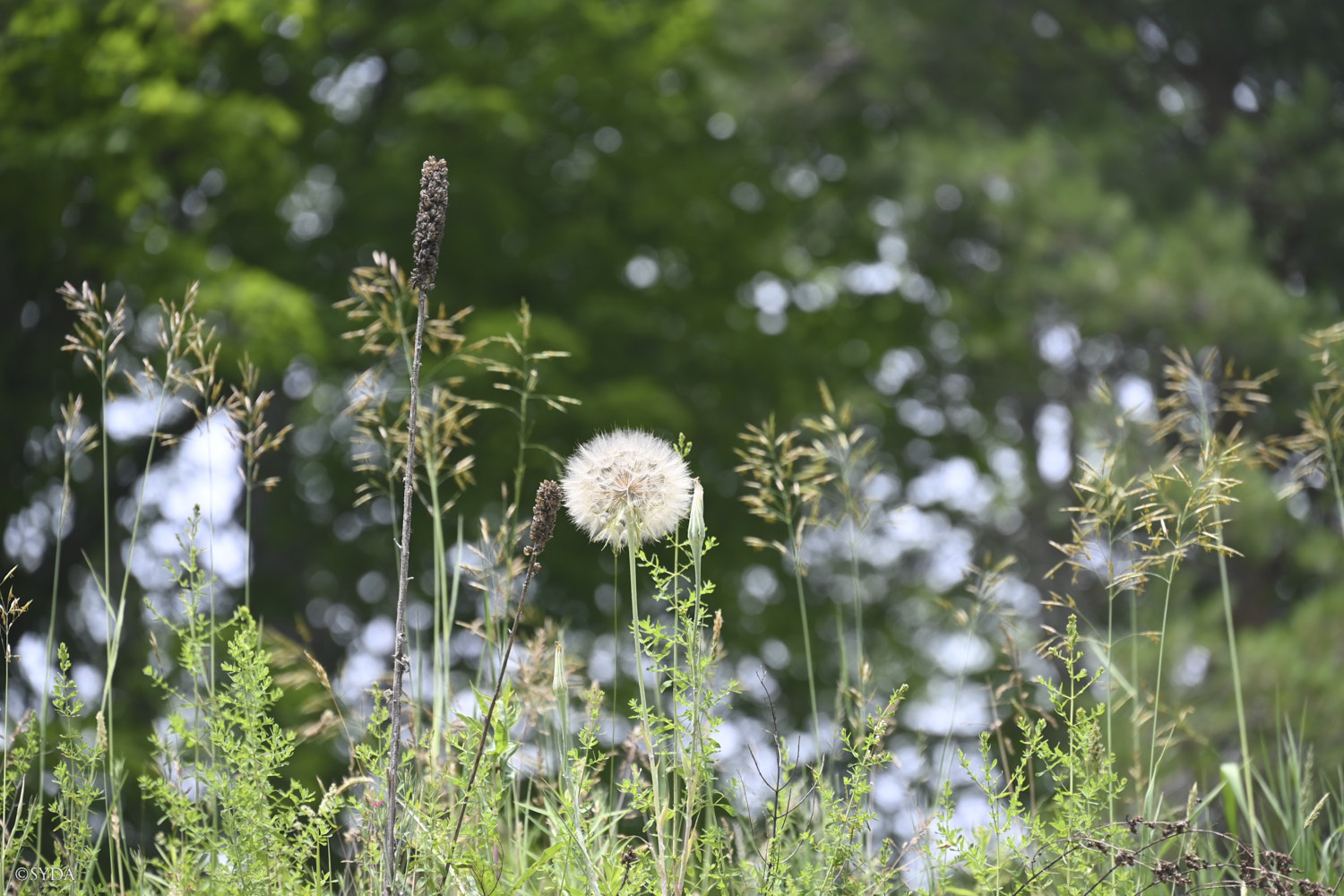 Nature Image