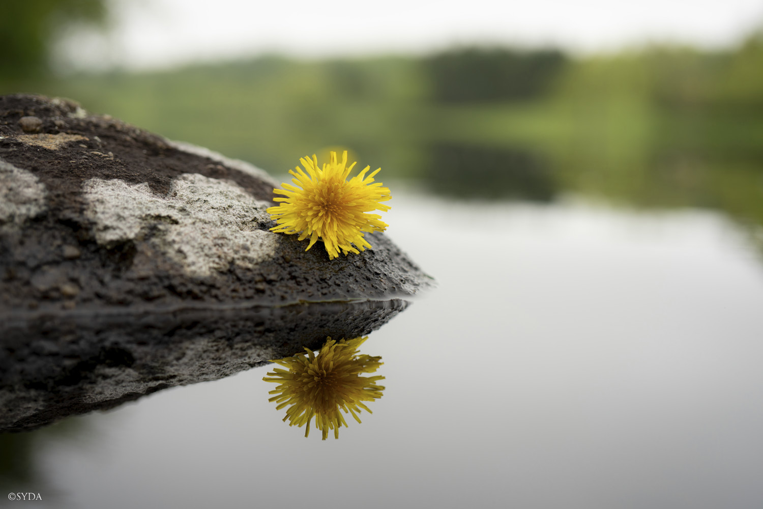 Nature Image