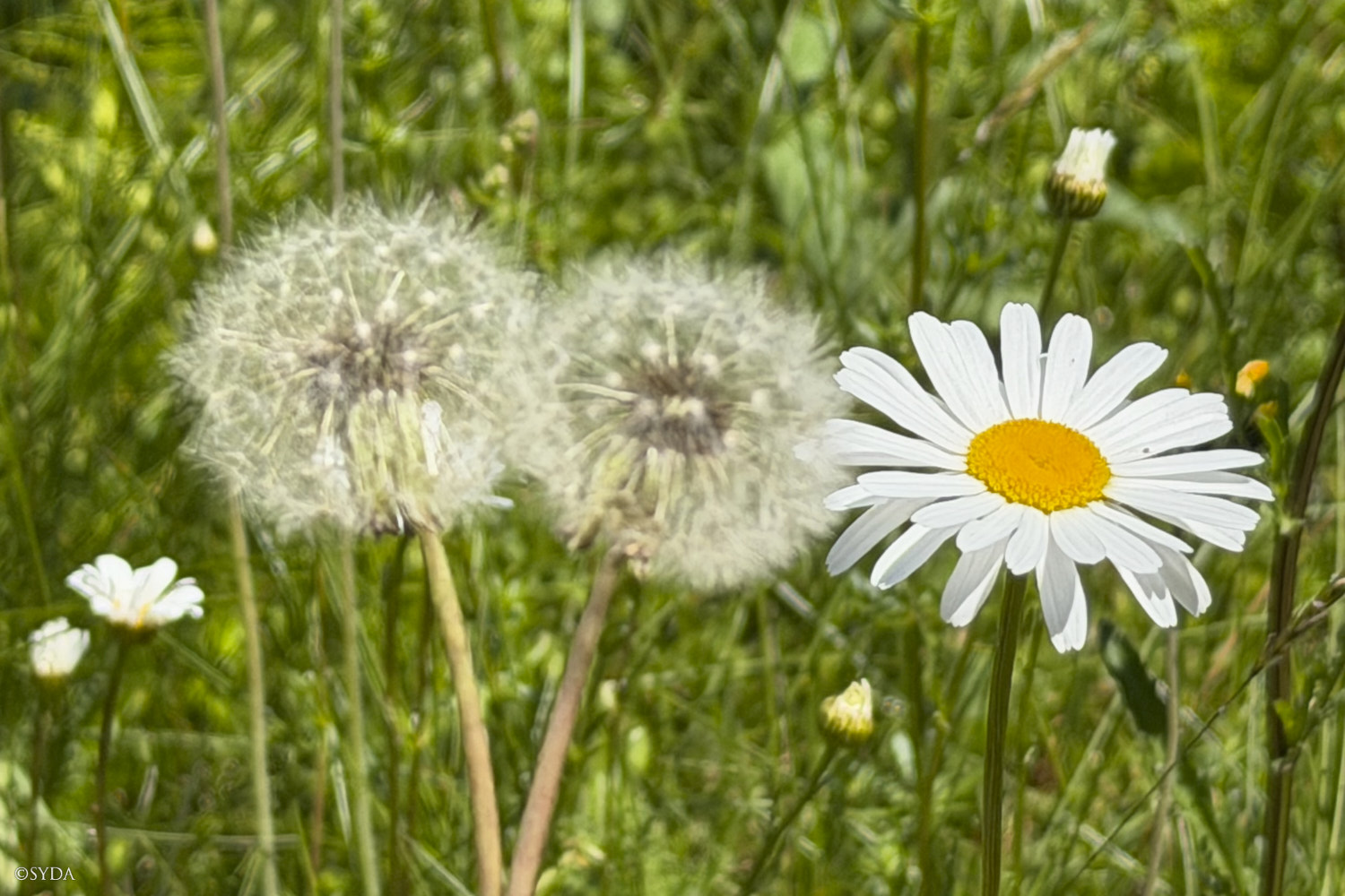 Nature Image