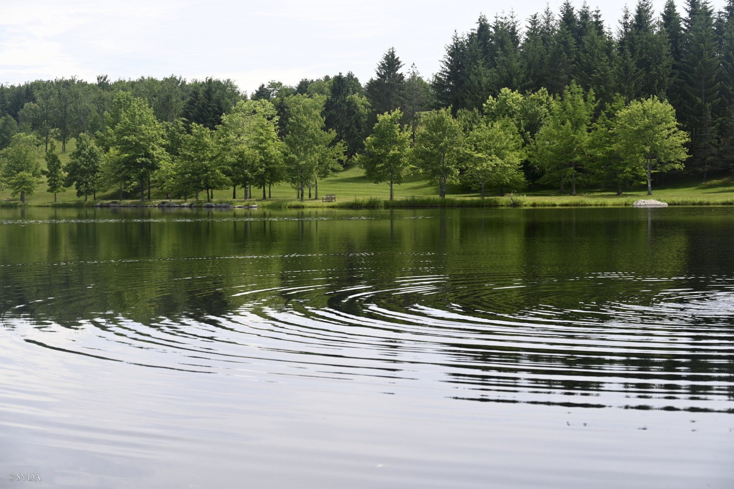 Nature Image