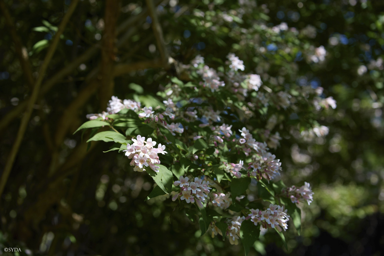 Nature Image