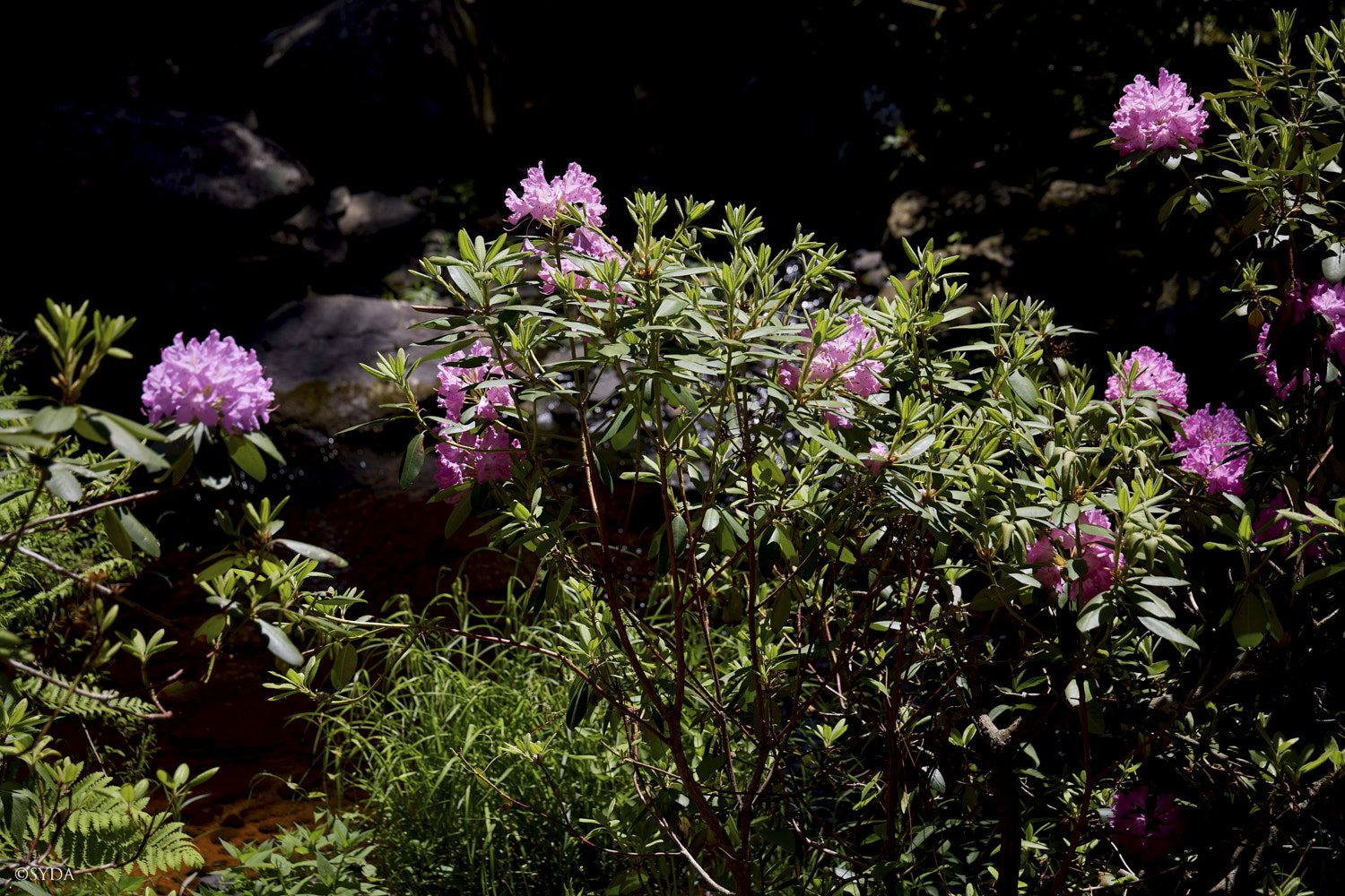 Nature Image