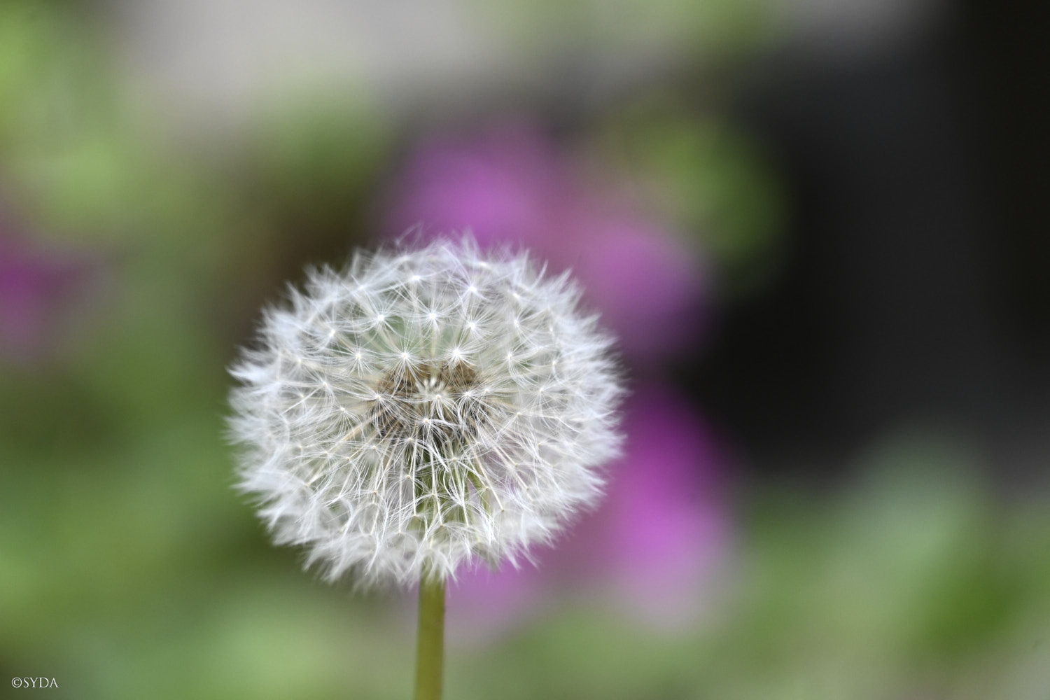 Nature Image