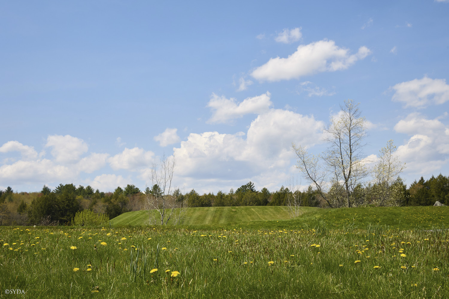 Nature Image