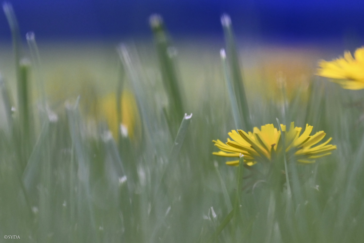 Nature Image