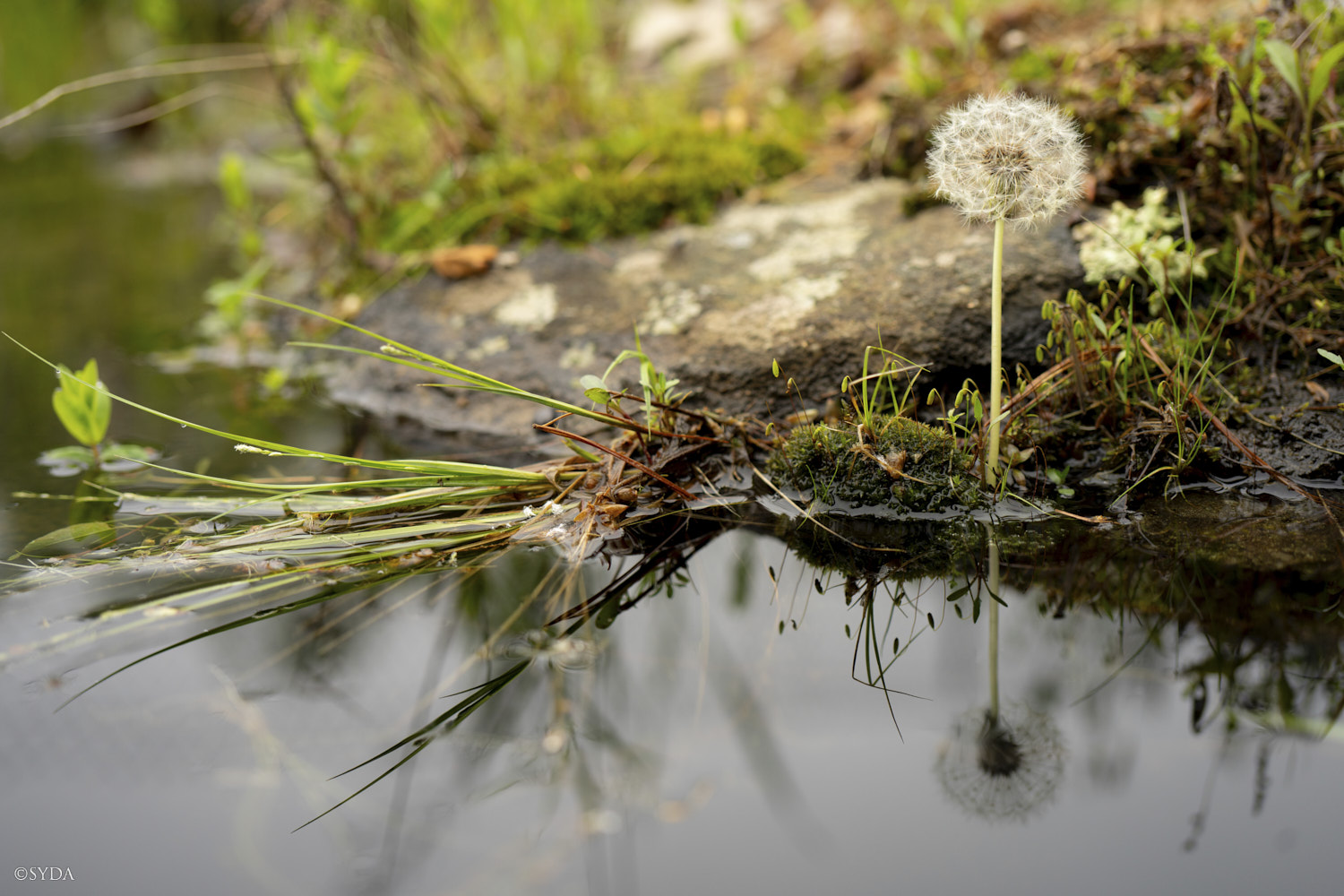Nature Image