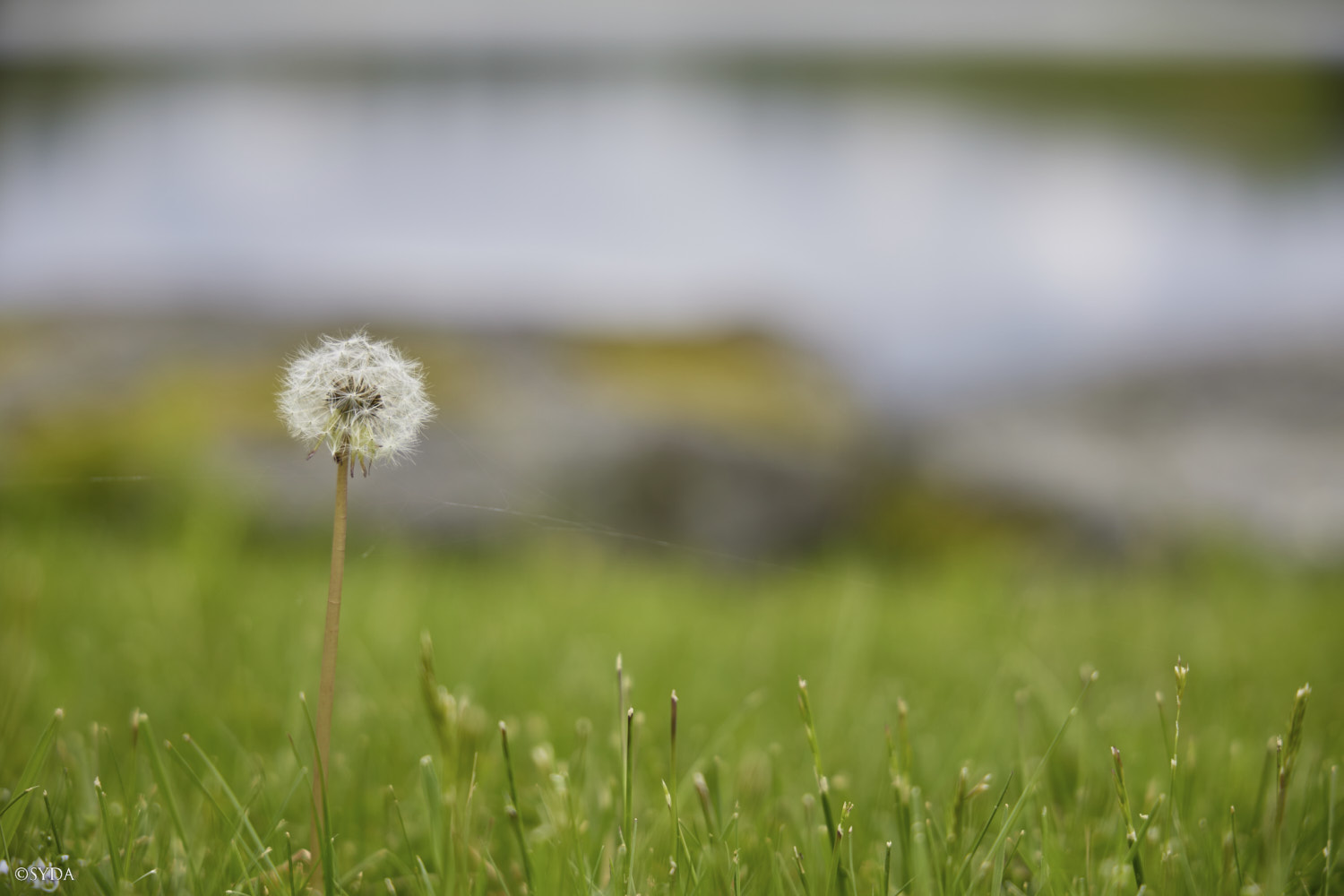 Nature Image