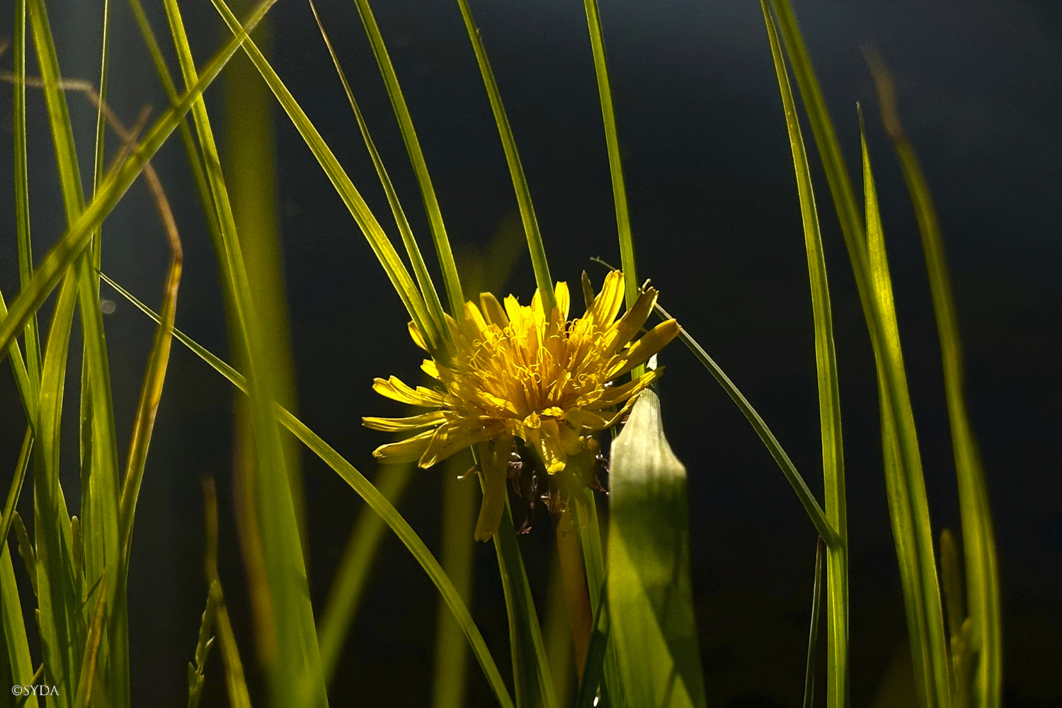 Nature Image