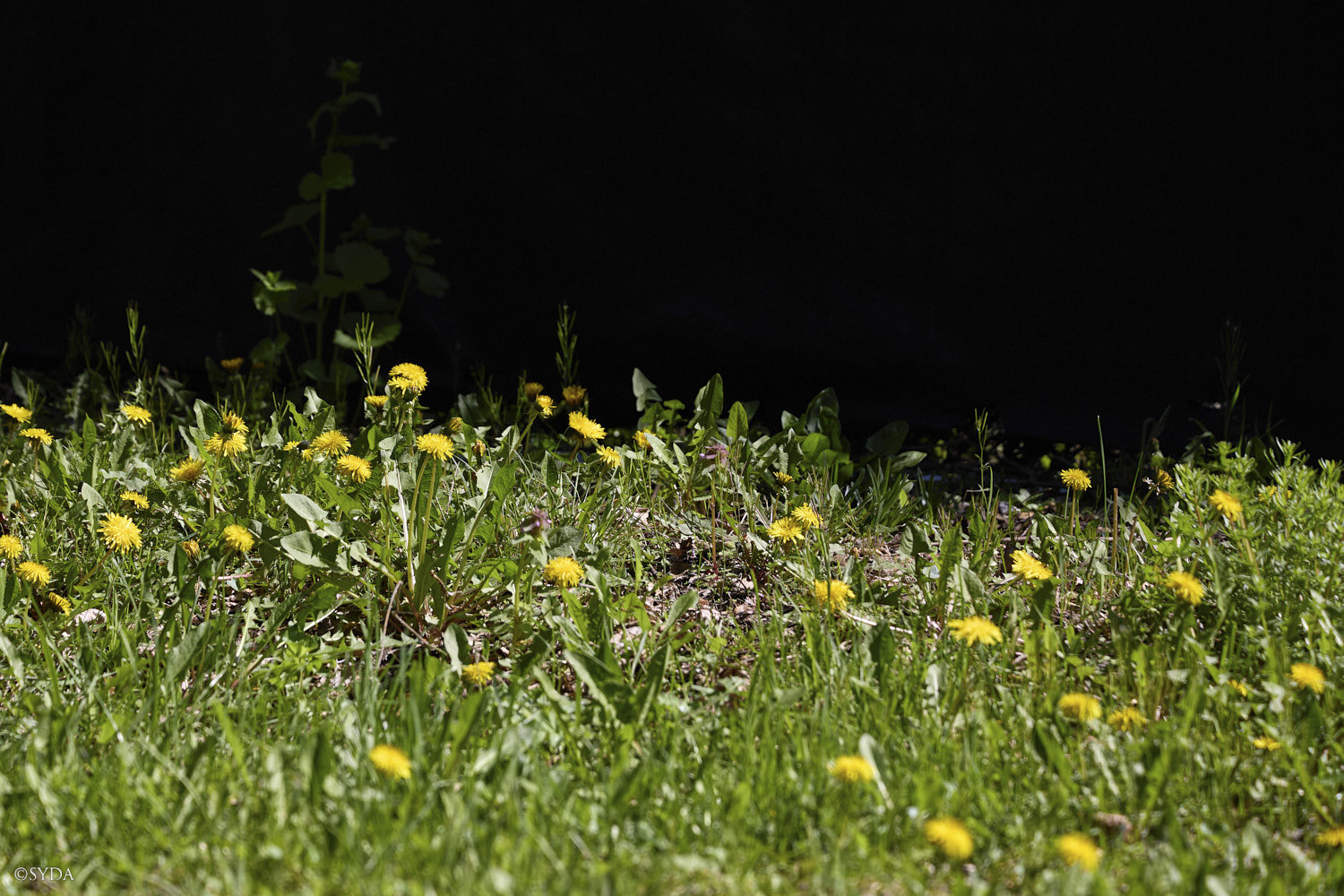 Nature Image