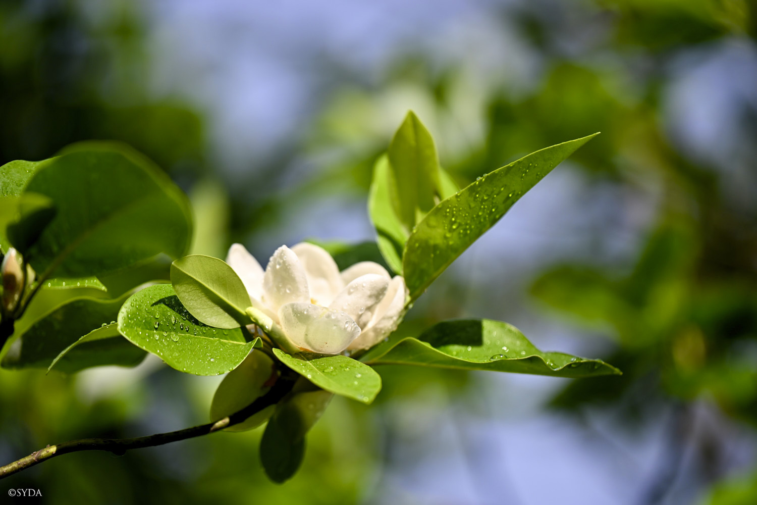 Nature Image