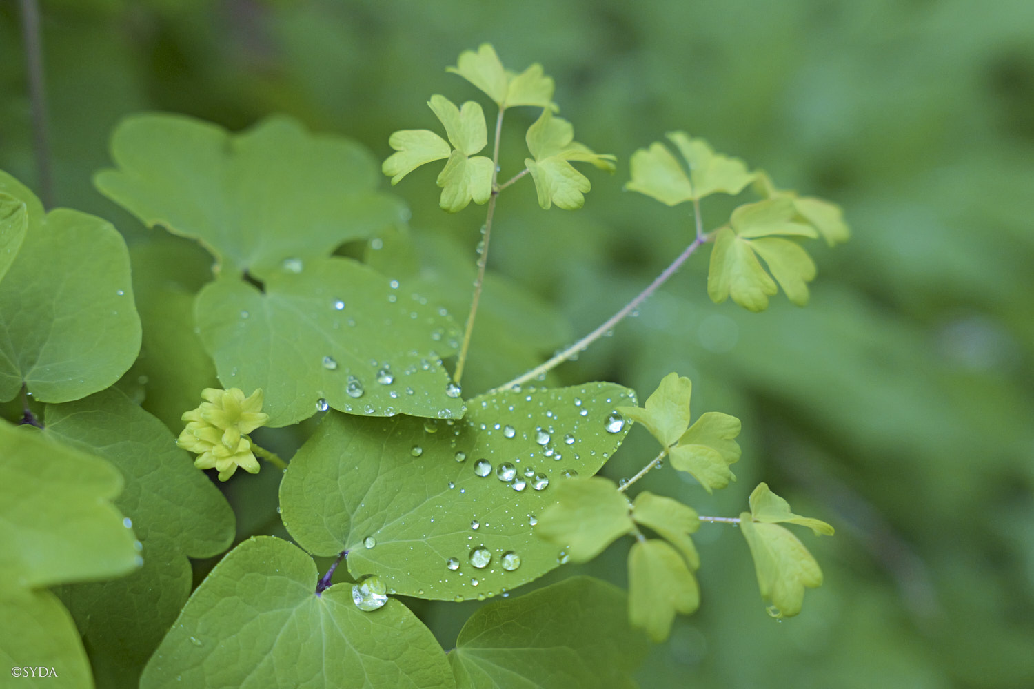 Nature Image