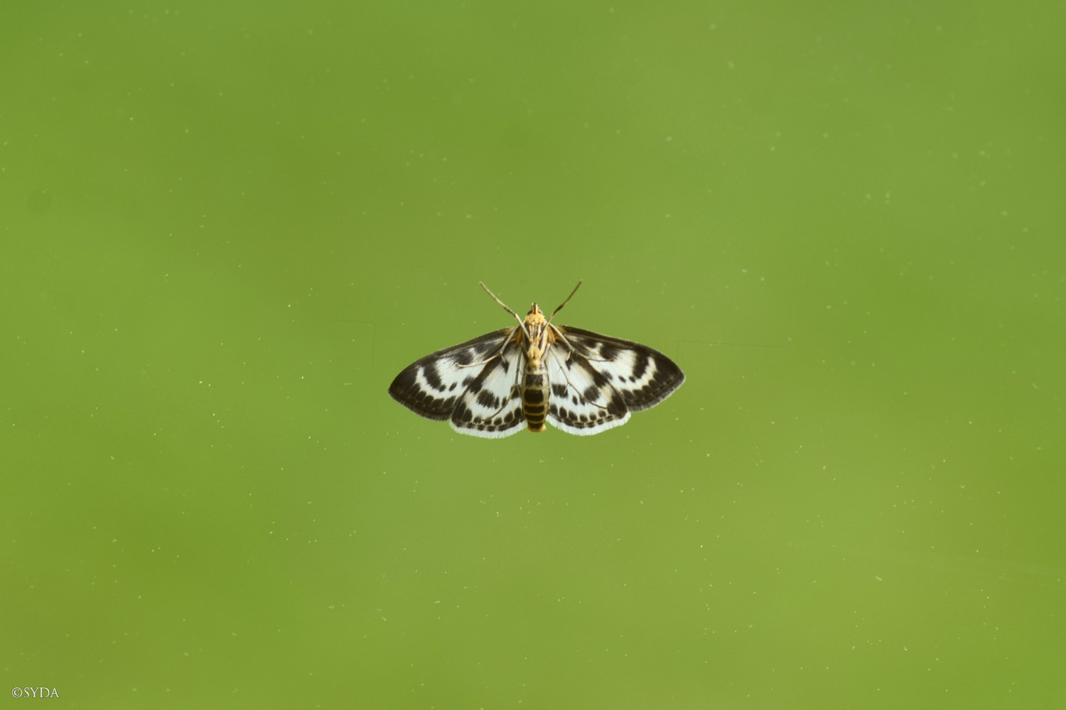 Nature Image