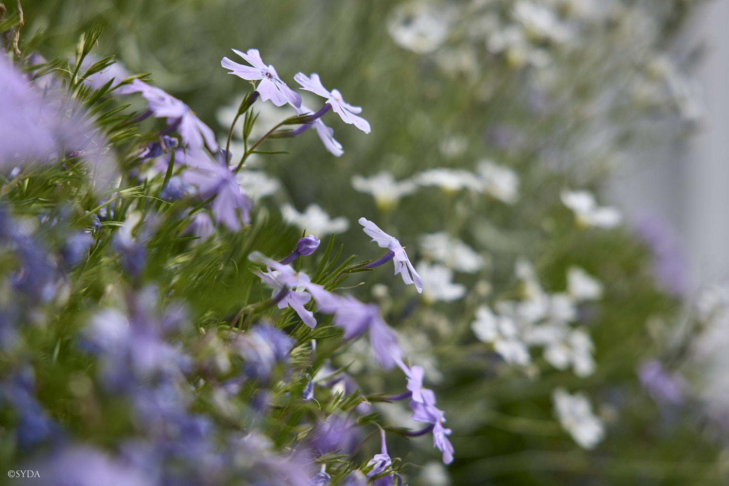 Nature Image