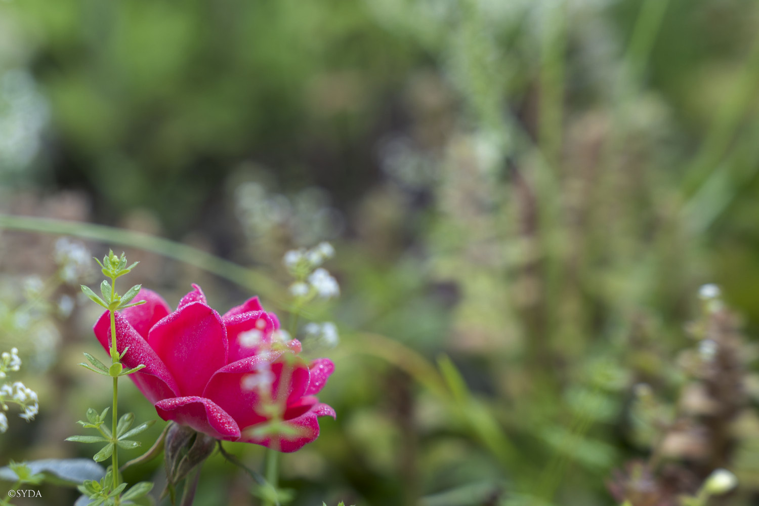 Nature Image