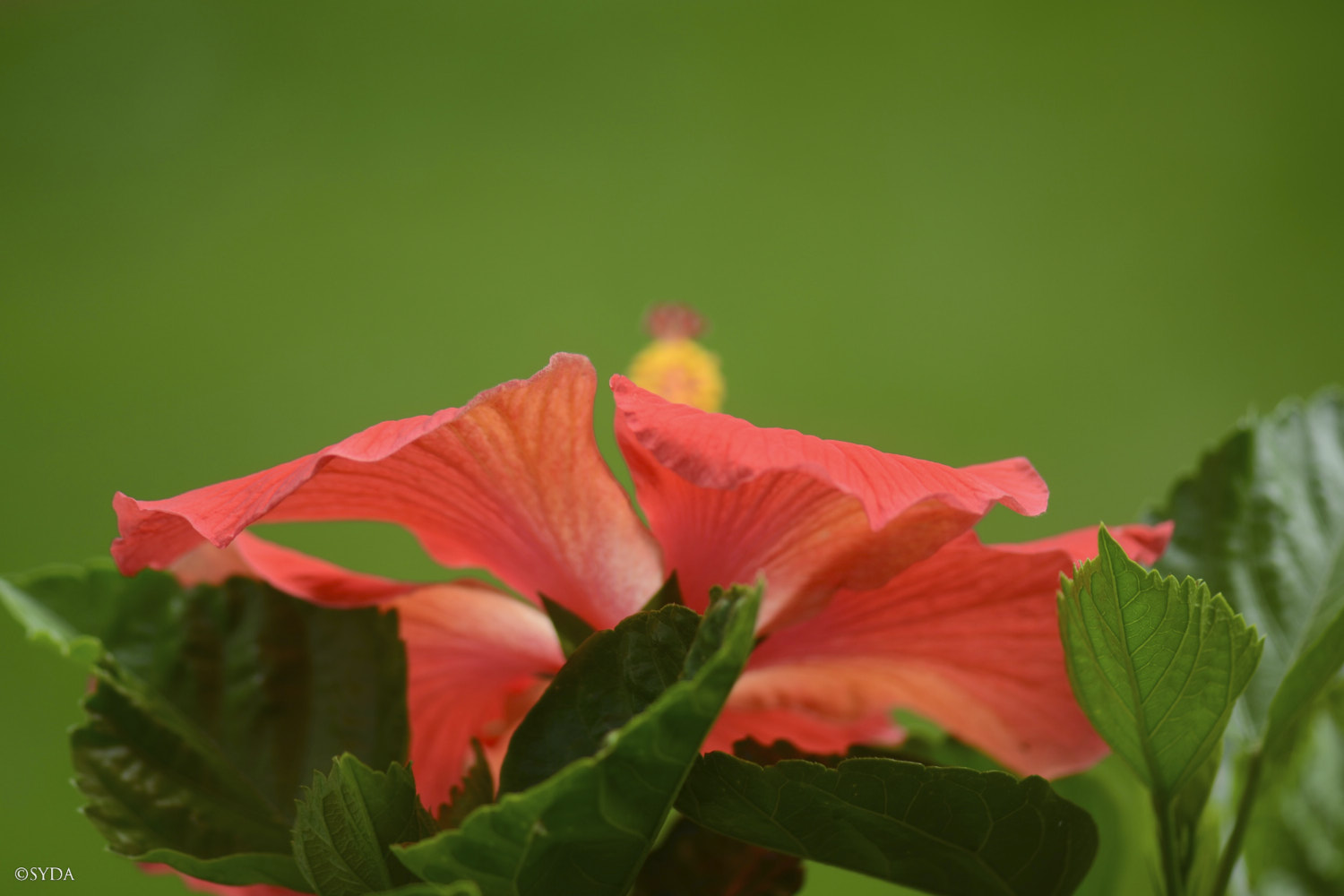 Nature Image