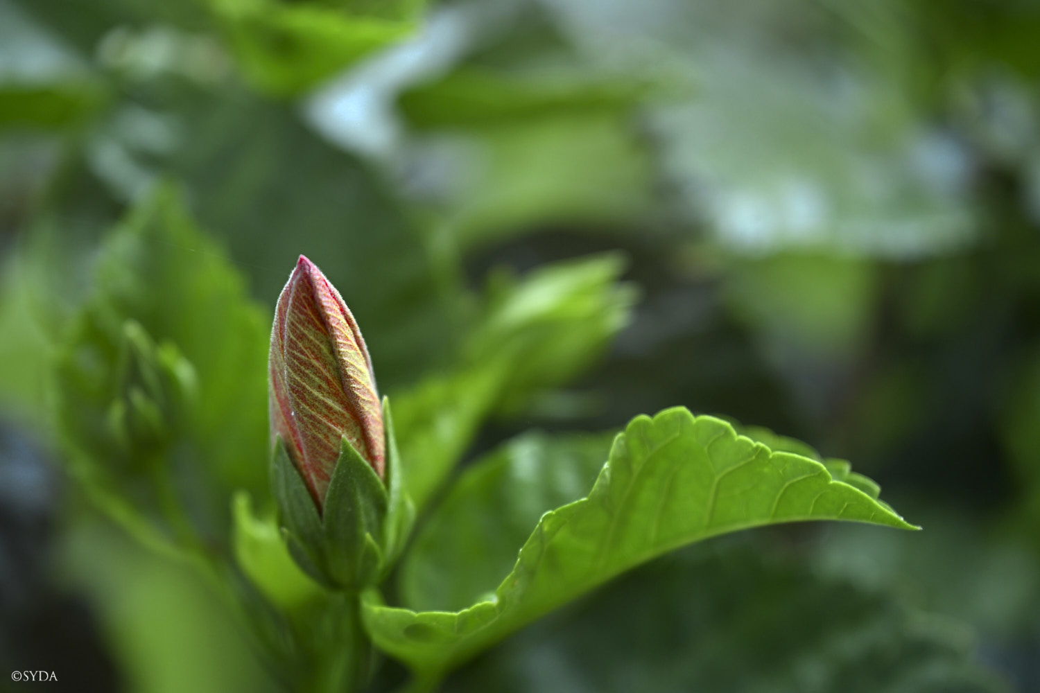 Nature Image