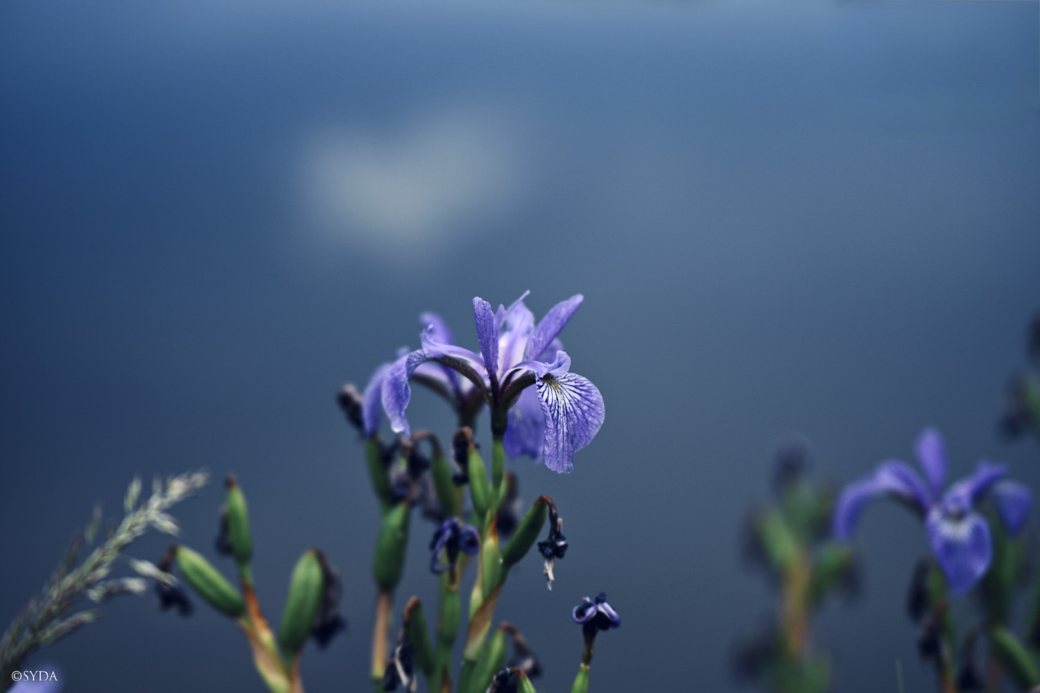 Nature Image