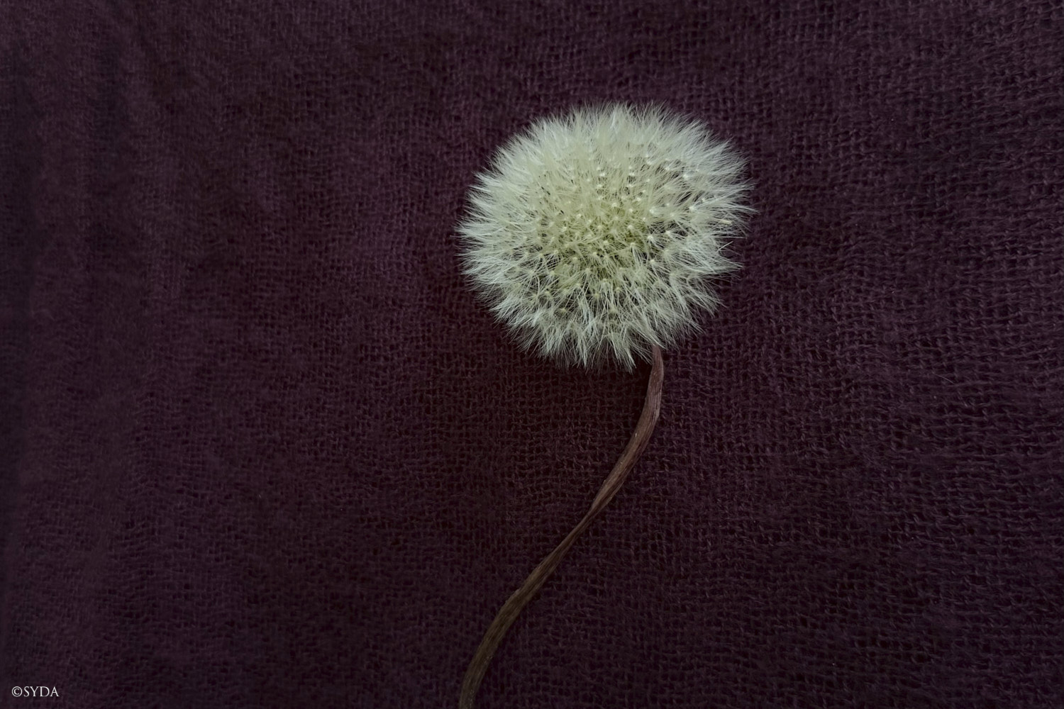 Nature Image