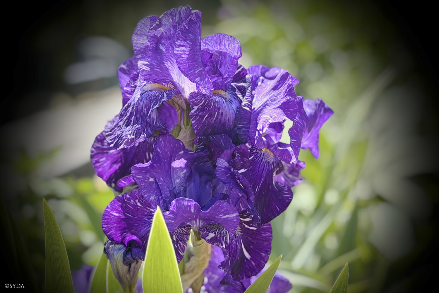 Nature Image