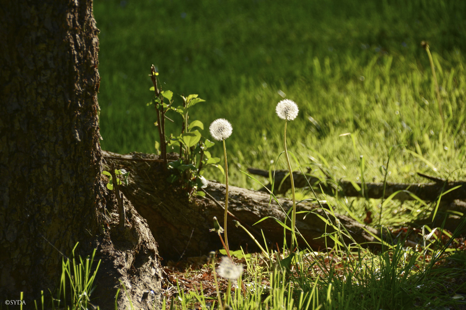 Nature Image