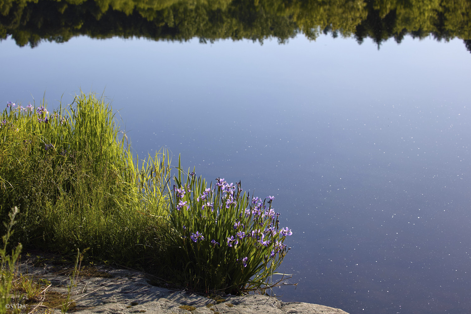 Nature Image