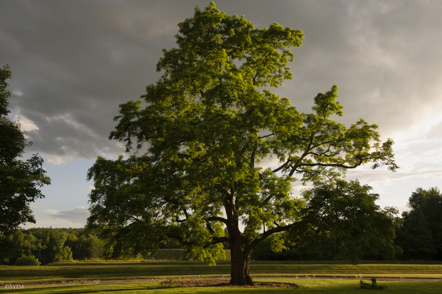 Nature Image