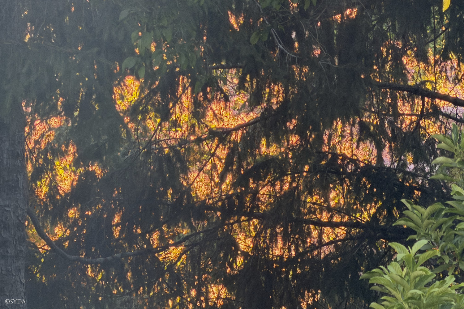 Nature Image