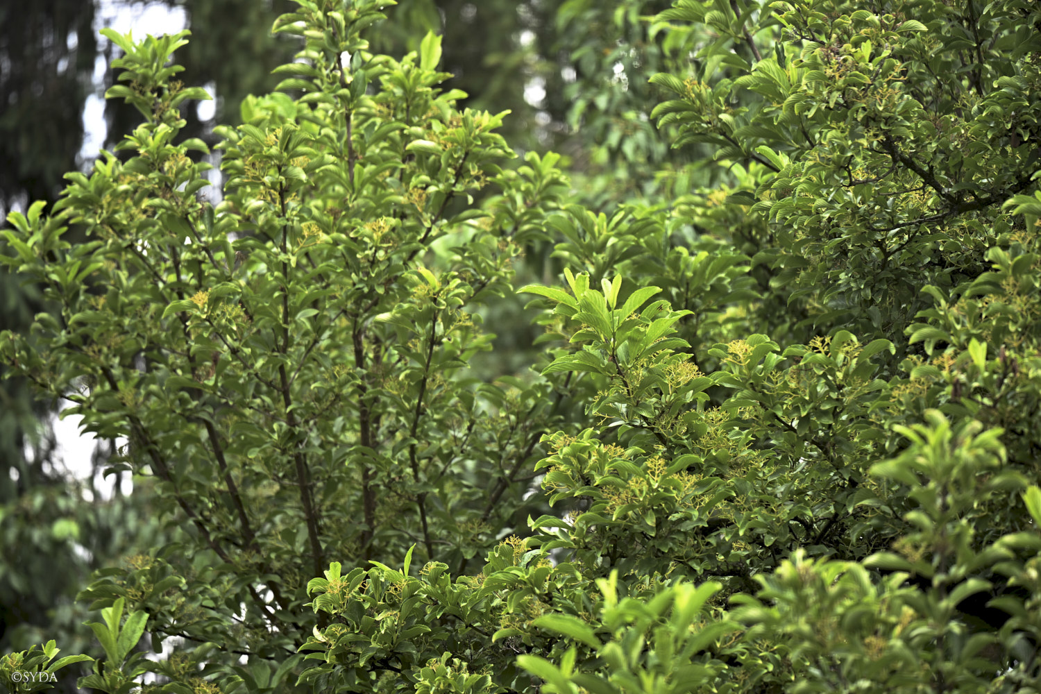 Nature Image