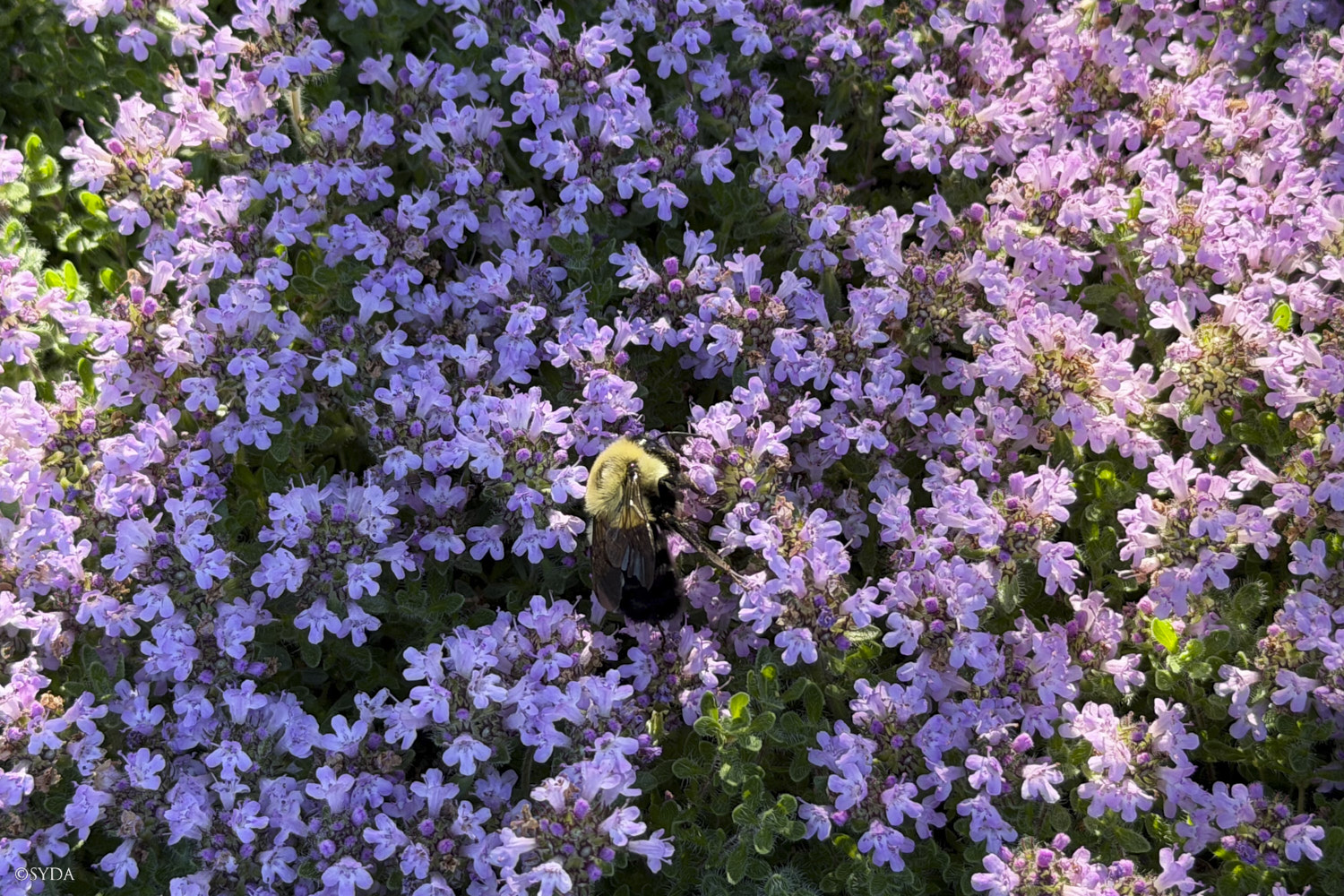 Nature Image