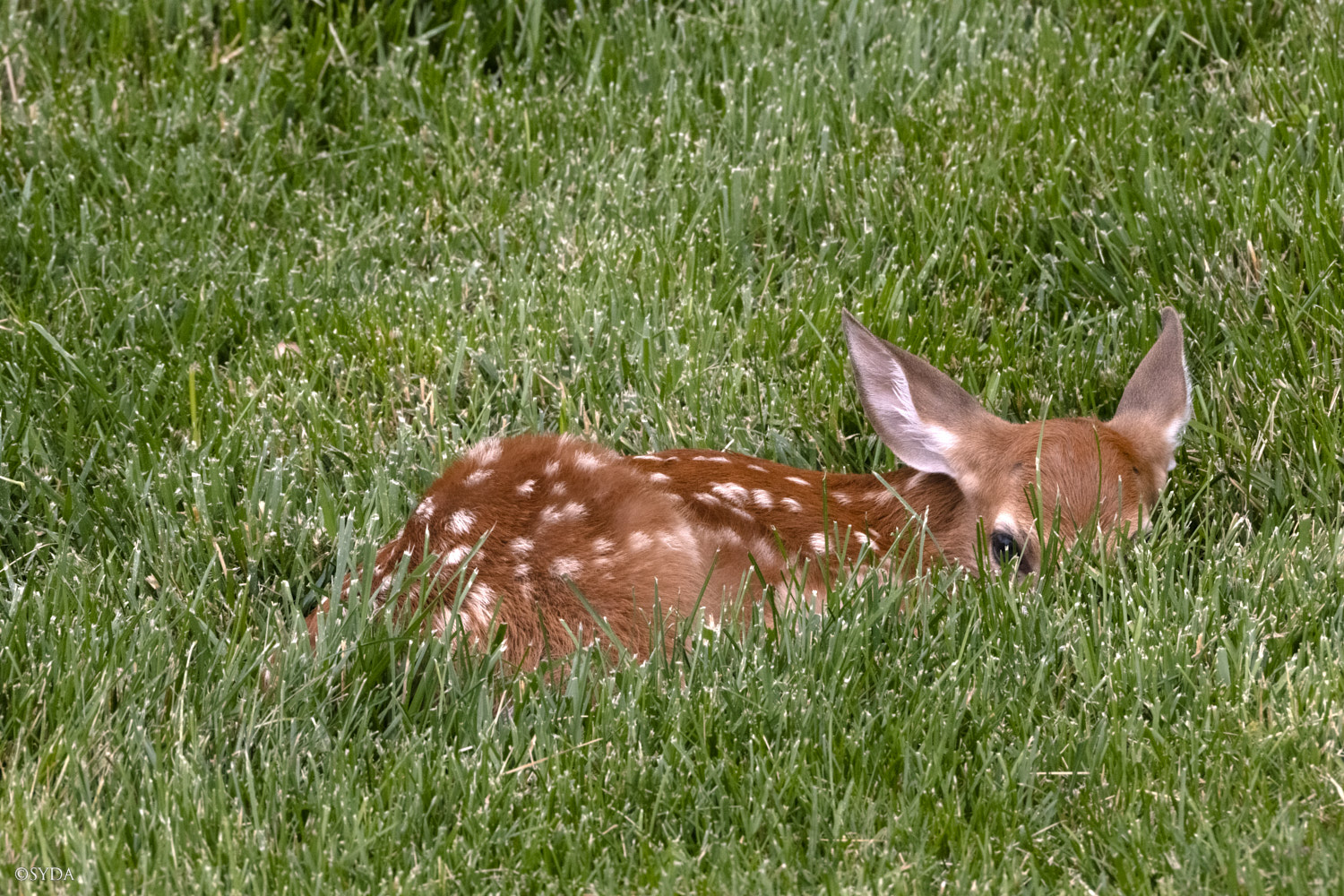 Nature Image