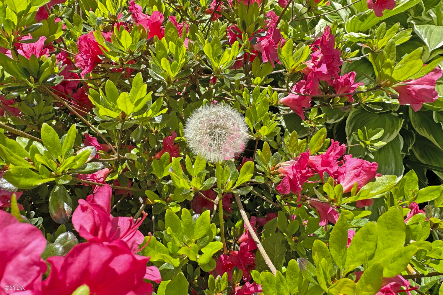 Nature Image