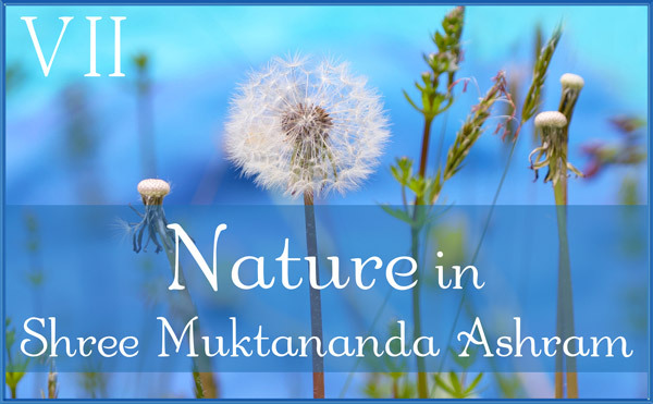 Nature Gallery VII in June in Shree Muktananda Ashram