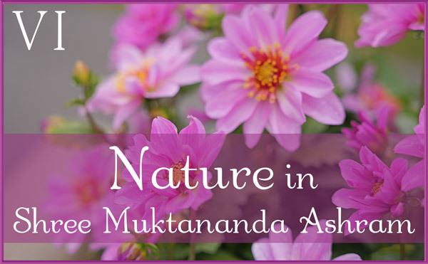 Nature Gallery VI in June in Shree Muktananda Ashram