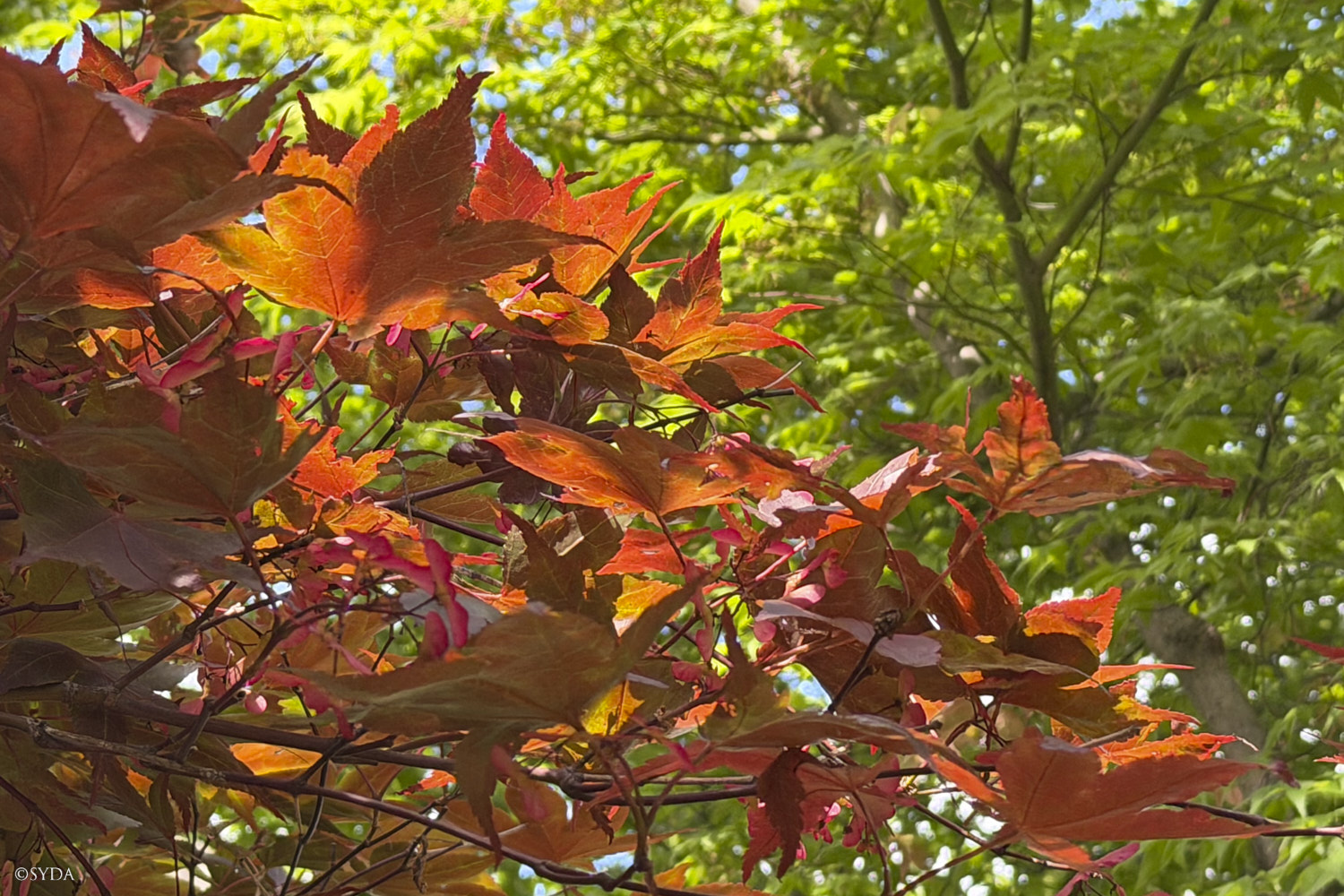 Nature Image